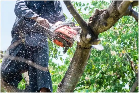 tree services Clio